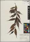 Foto von Salix lucida Muhl.